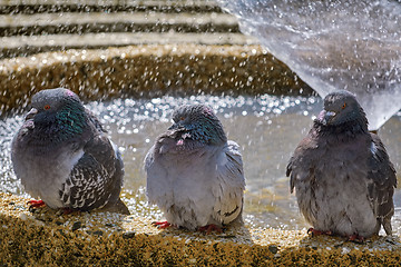 Image showing Pigeons at the Fountain