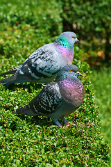 Image showing Pigeons on the Bush