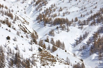 Image showing Winter Landscape with Trees