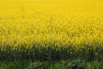 Image showing Rapeseed Field