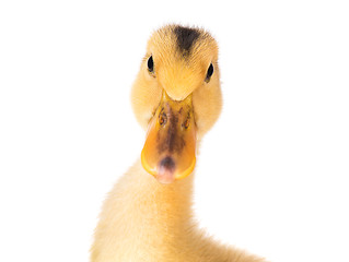 Image showing Cute newborn duckling