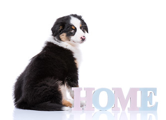 Image showing Australian Shepherd puppy