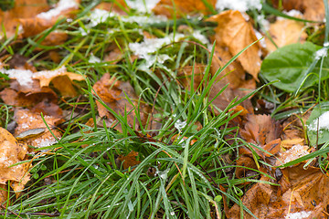 Image showing Melting snow on grass