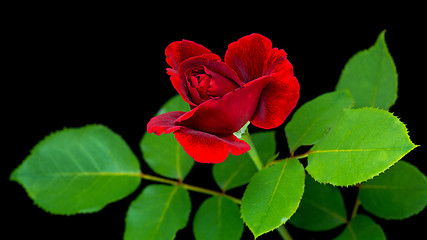 Image showing Red rose on black background