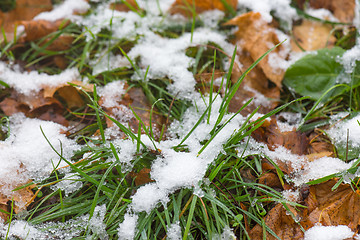 Image showing Melting snow on grass