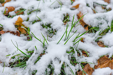 Image showing Melting snow on grass