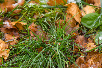 Image showing Melting snow on grass