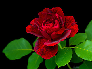 Image showing Red rose on black background