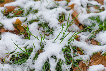 Image showing Melting snow on grass