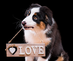 Image showing Puppy Australian Shepherd with Love