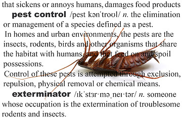 Image showing Pest Control Dead Cockroach Concept