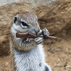 Image showing Head of squirrel