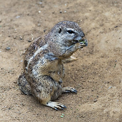Image showing Squirrel sitting on ground