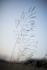 Image showing Flowering grass in evening