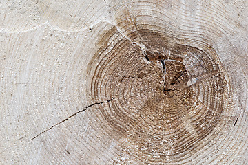 Image showing Cut tree trunk 