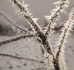 Image showing Hoarfrost on tree branches