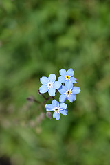 Image showing Alpine forget-me-not