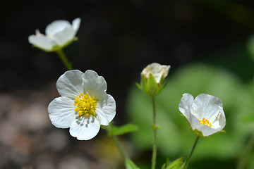 Image showing Rock cinquefoil