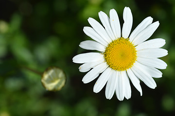 Image showing Saw-leaved moon daisy