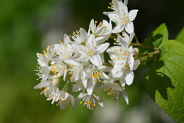 Image showing Fuzzy deutzia