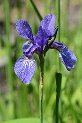 Image showing Golden netted iris