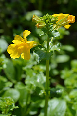 Image showing Monkey flower