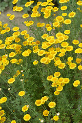 Image showing Yellow chamomile