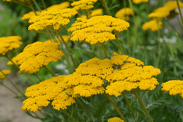 Image showing Gold plate yarrow