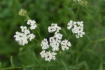 Image showing Common yarrow