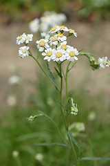 Image showing Syrian rue