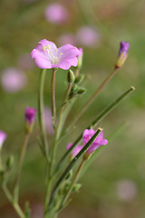 Image showing Great hairy willowherb