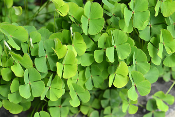 Image showing Four-leaf pepperwort