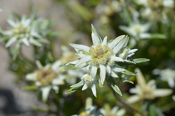 Image showing Edelweiss