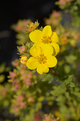 Image showing Elizabeth Cinquefoil