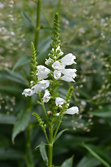 Image showing Obedient plant Summer Snow