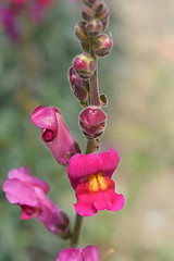 Image showing Snapdragon