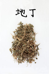 Image showing Chinese Gentian Herb