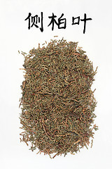 Image showing Chinese Arborvitae Herb