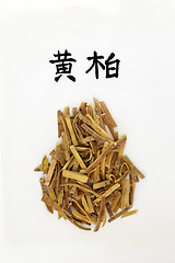 Image showing Chinese Amur Cork Tree Bark Herb