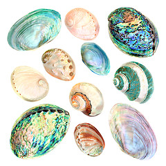 Image showing Mother of Pearl Seashell Collection