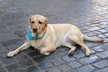 Image showing Yellow Labrador