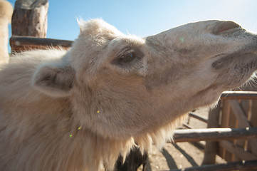 Image showing Closeup portrait of the white camel