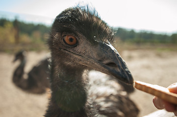 Image showing Ostrich and female hands