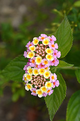 Image showing Shrub verbena flower