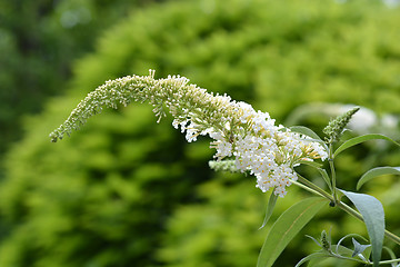 Image showing White butterfly-bush