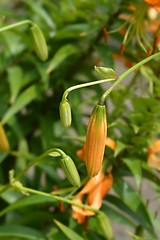 Image showing Henrys lily