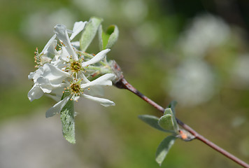 Image showing Snowy mespilus