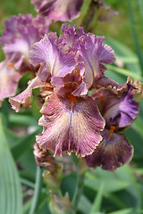 Image showing Tall bearded iris Queen in Calico