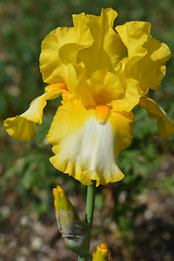 Image showing Tall bearded iris Fringe of gold