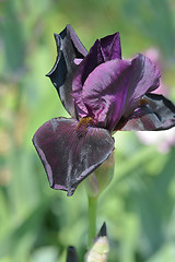 Image showing Tall bearded iris Sable night